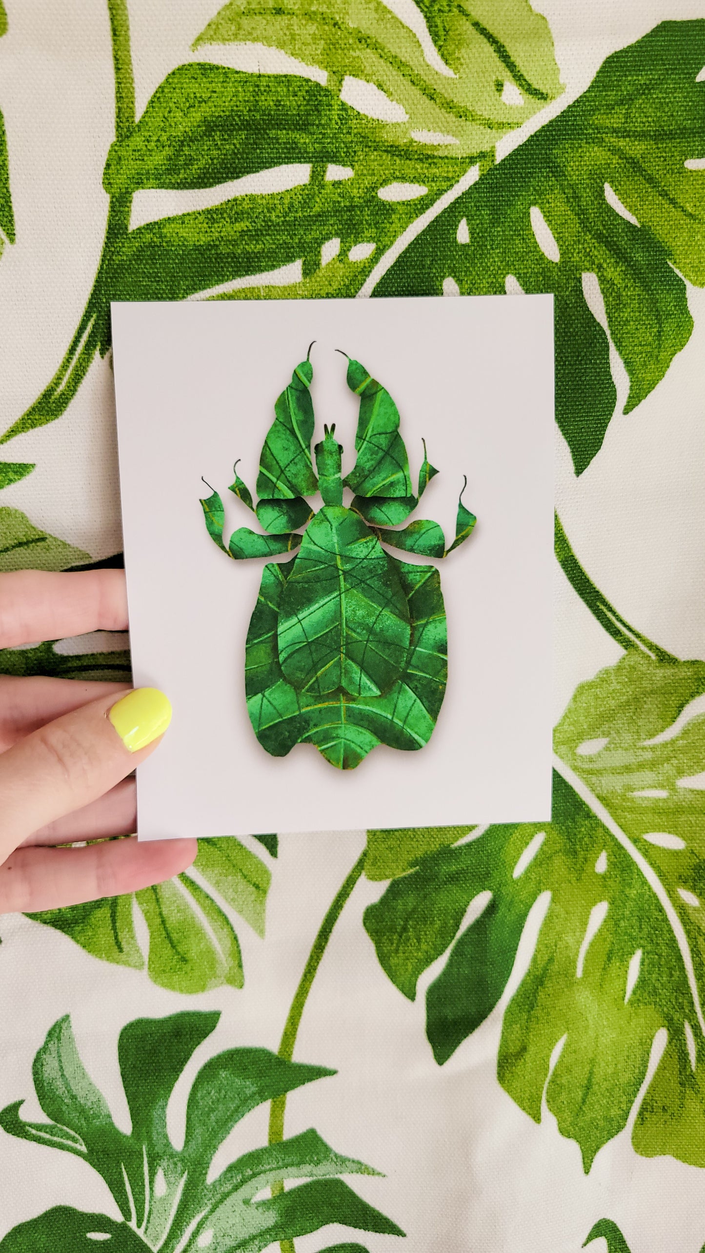 Gray's leaf insect