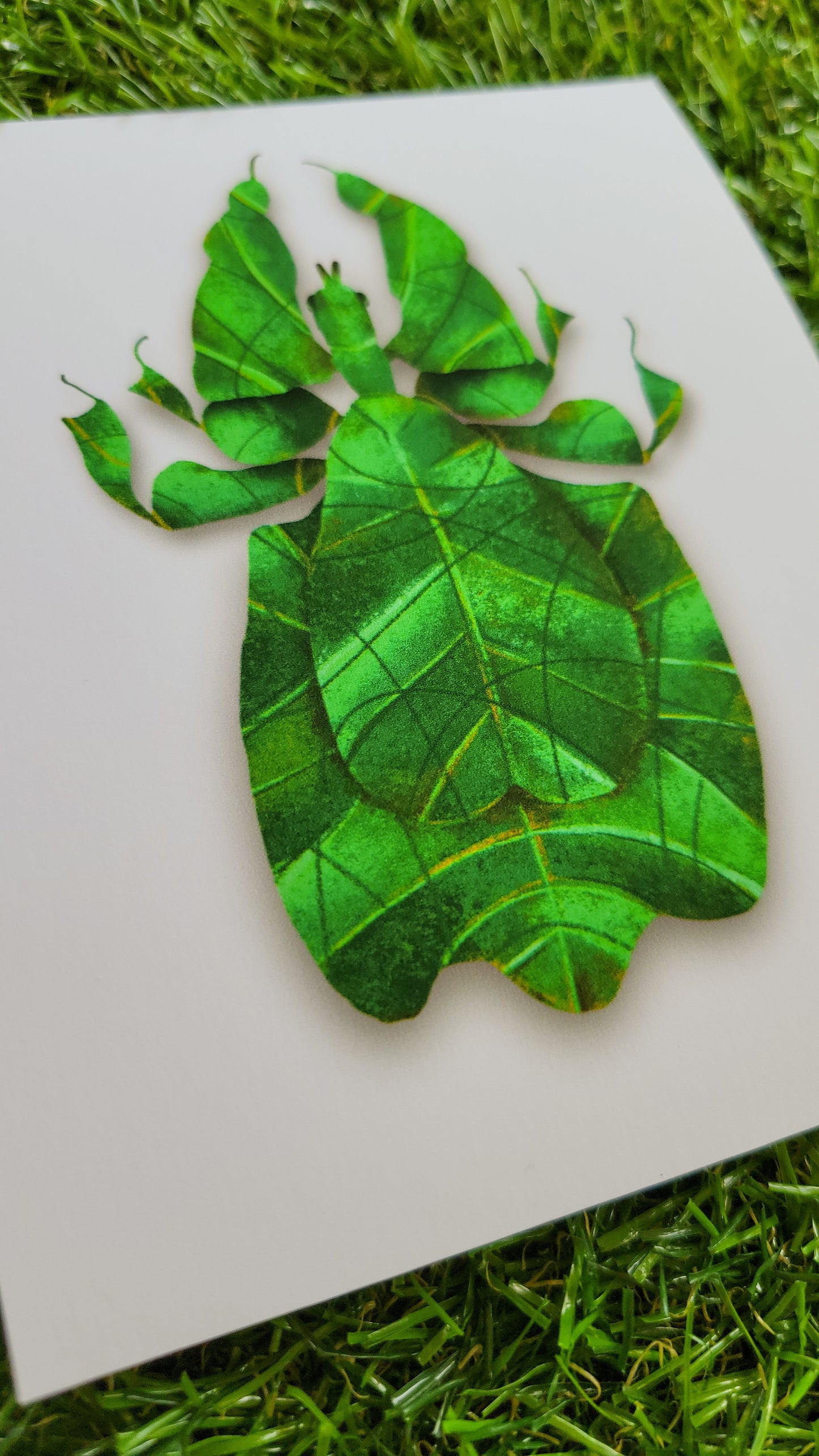 Gray's leaf insect