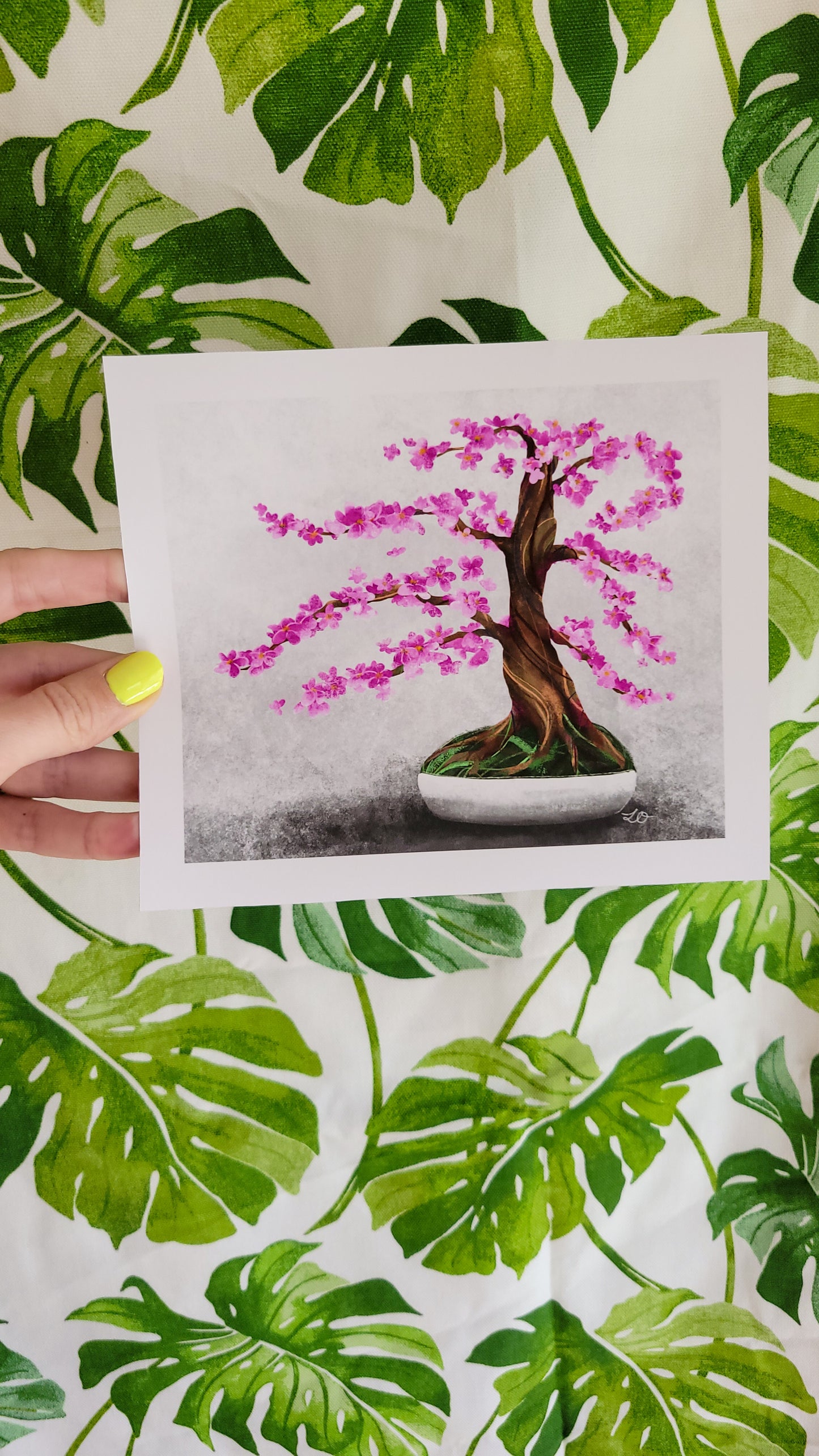cherry tree bonsai