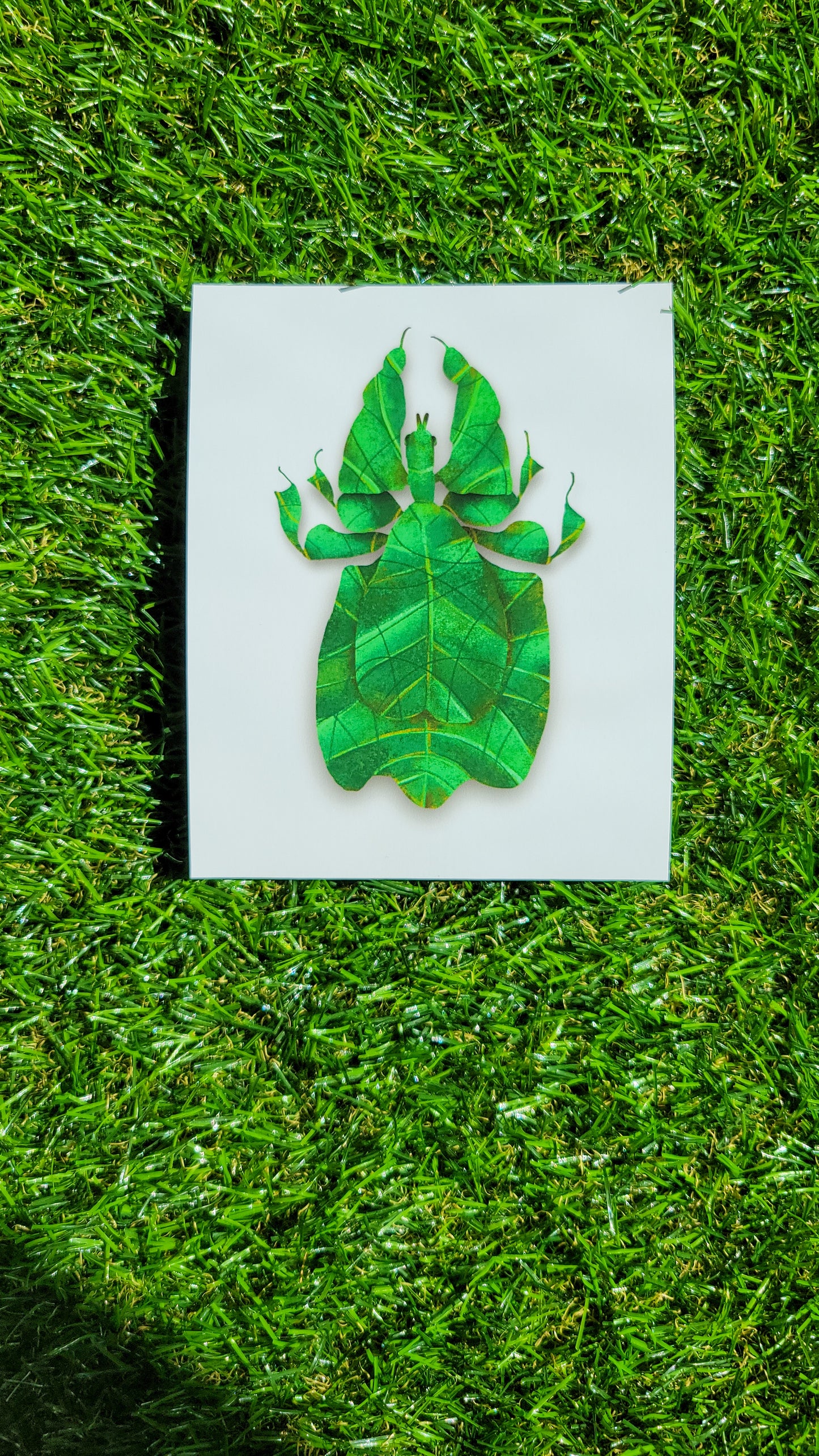 Gray's leaf insect