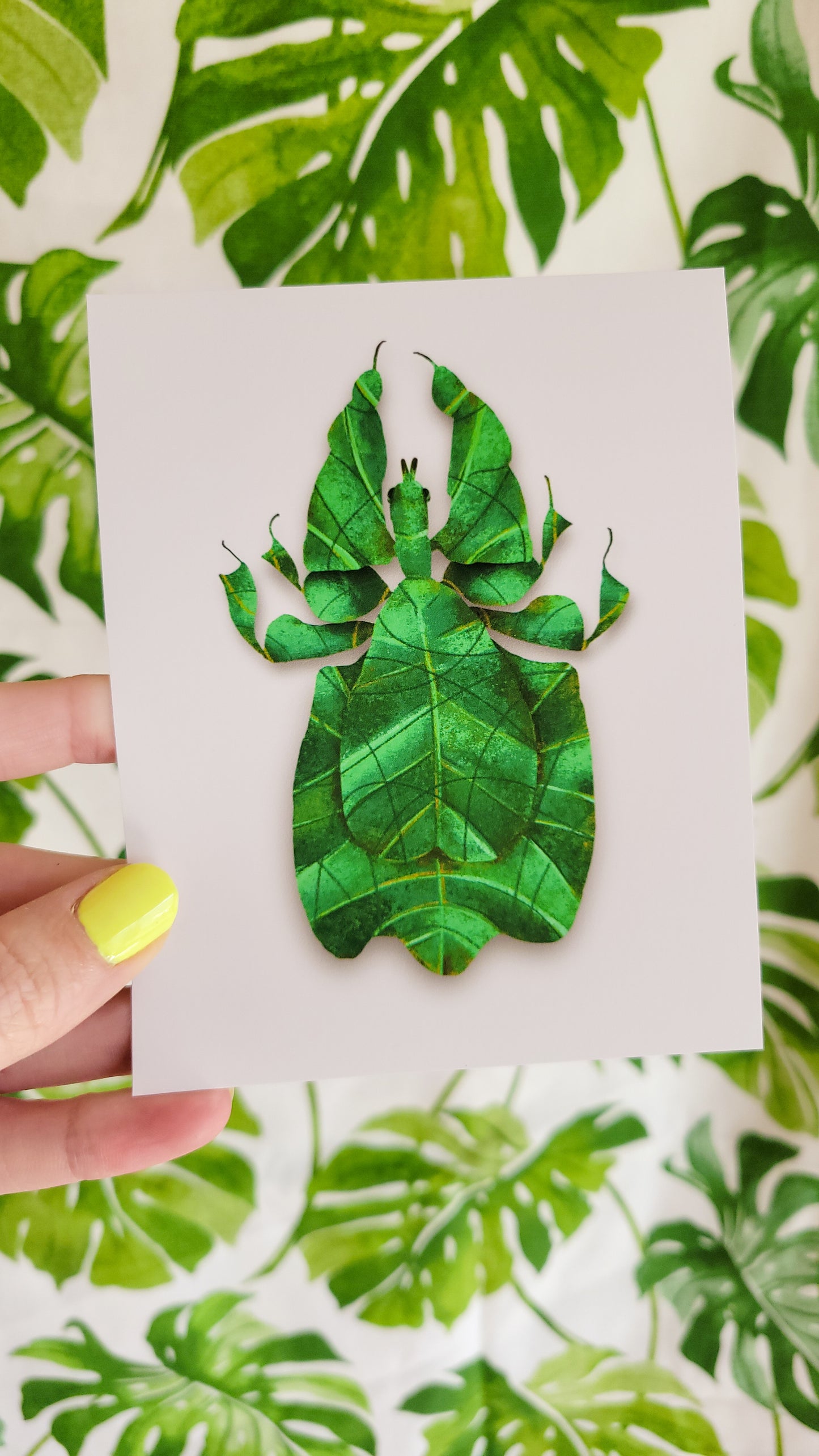 Gray's leaf insect
