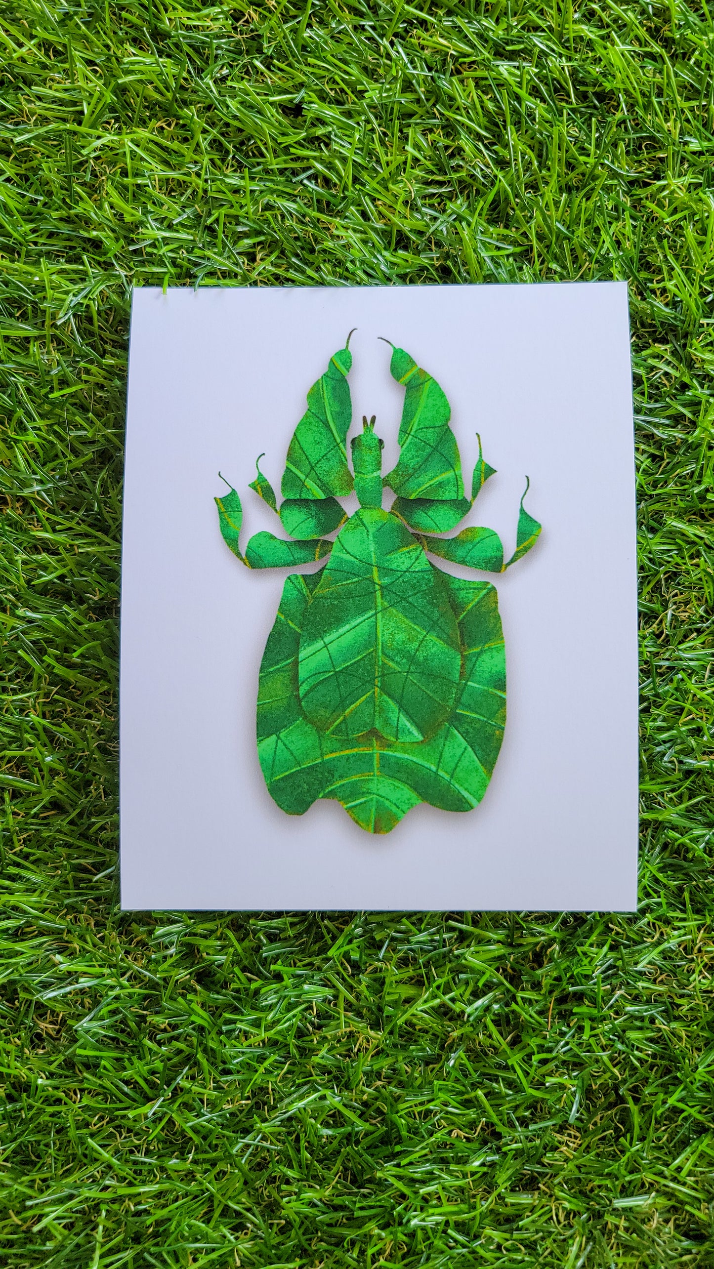Gray's leaf insect